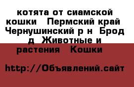 котята от сиамской кошки - Пермский край, Чернушинский р-н, Брод д. Животные и растения » Кошки   